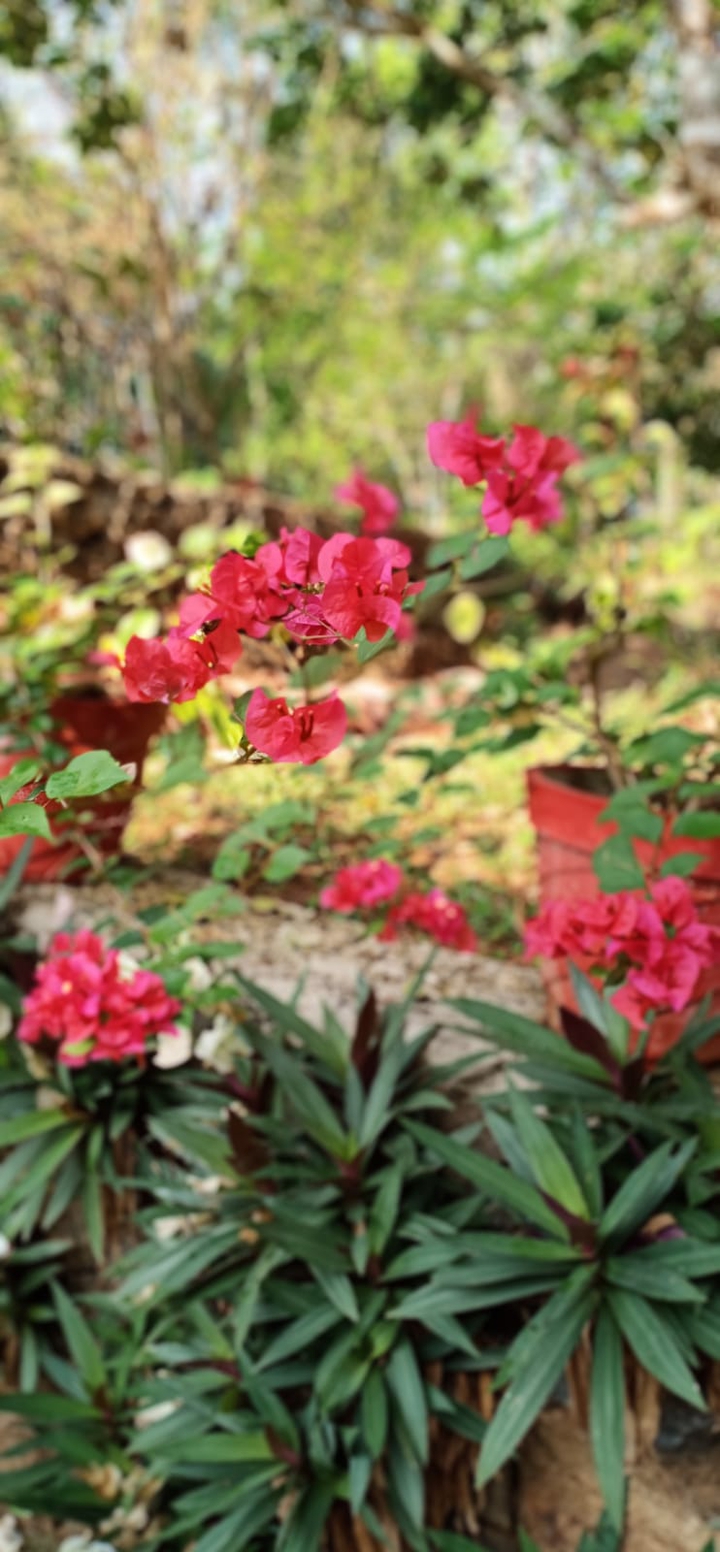 Bougainvillea flower