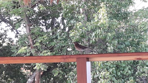 Pajaro