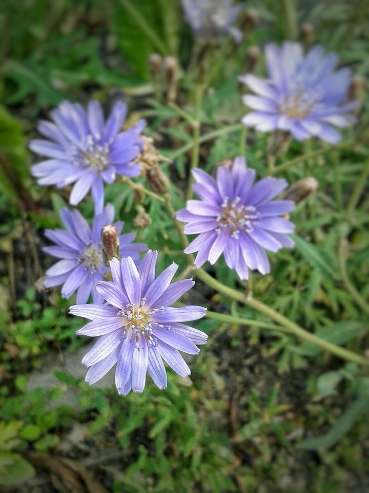#flower
