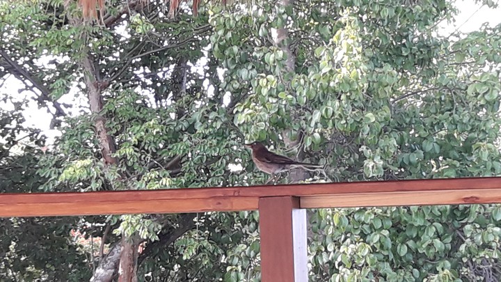 Pajaro