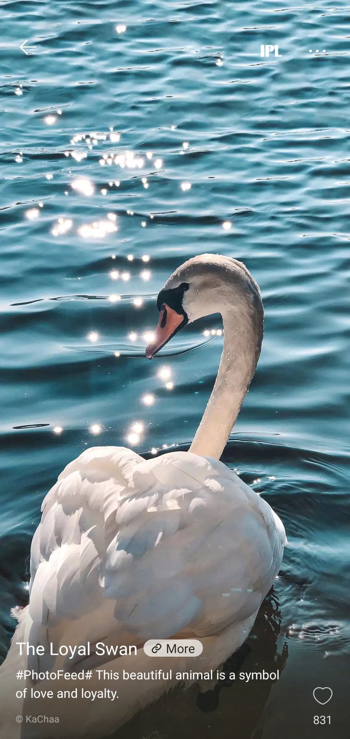 Swan