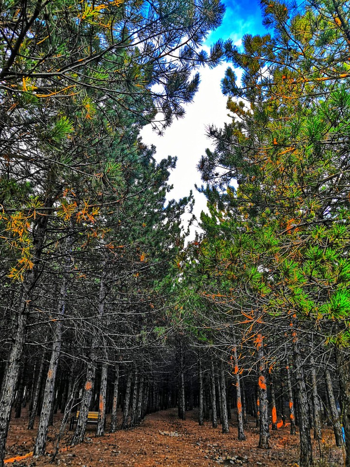 forest