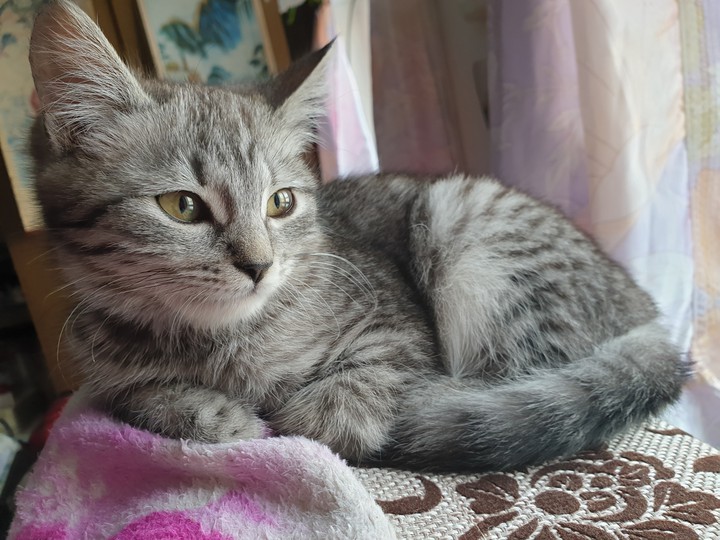 Кот
