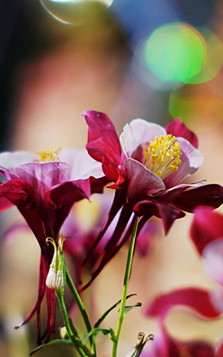 Aquilegia Flowers Petals Blur Close-up