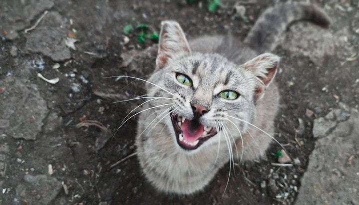 meow
