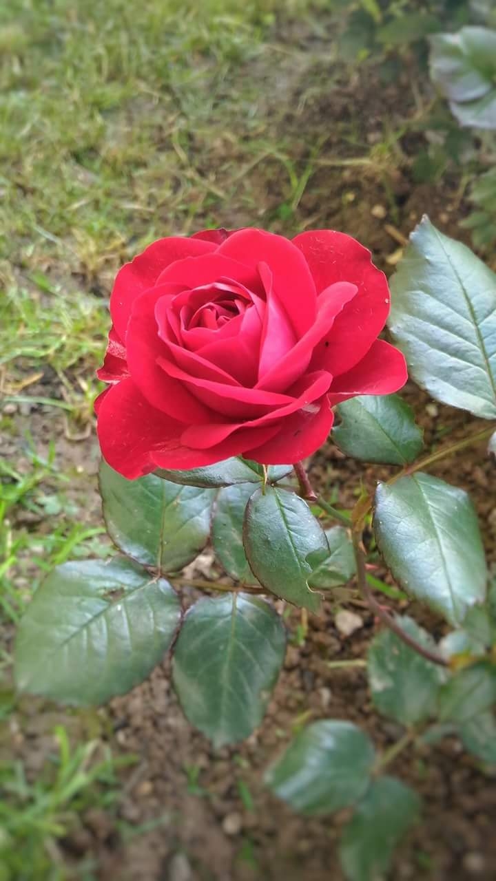 Rose