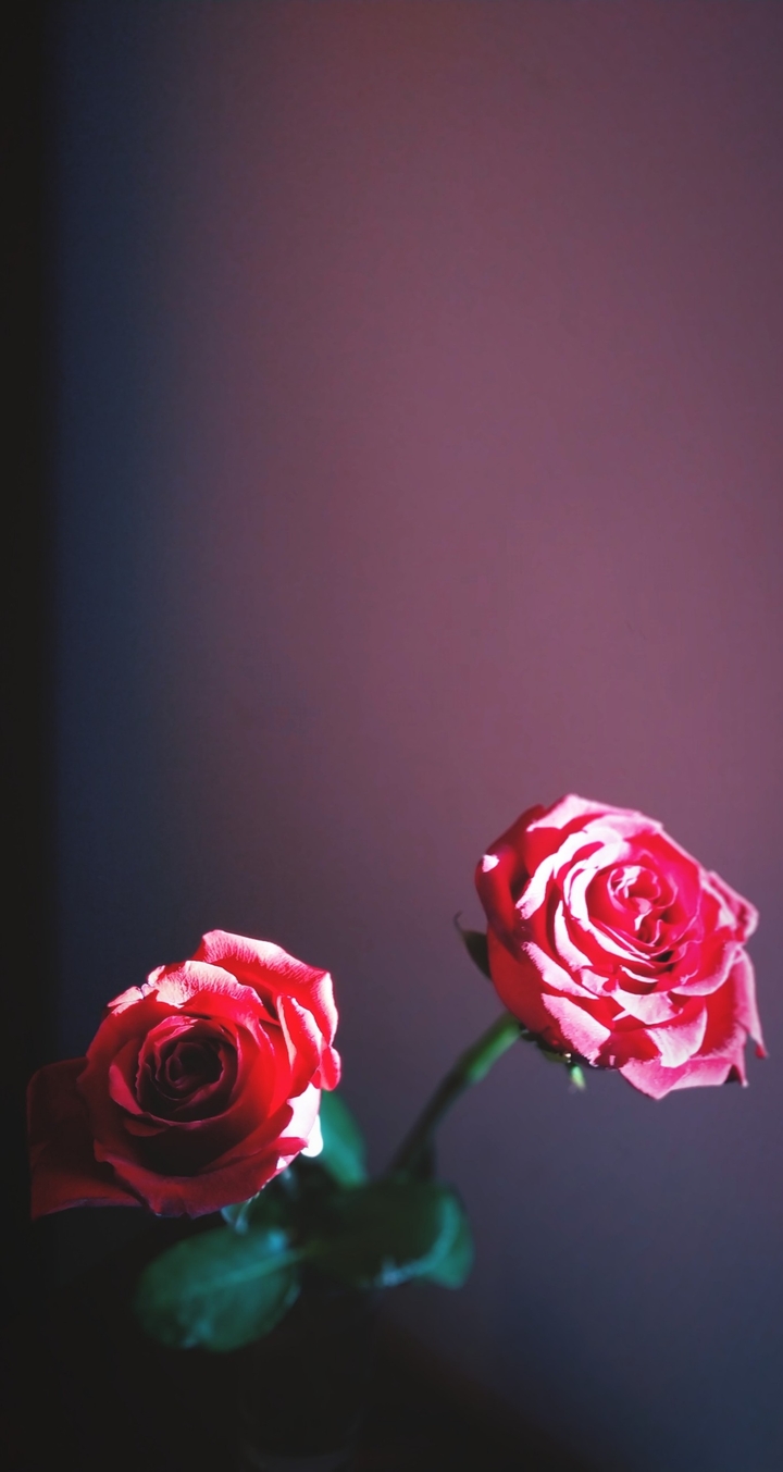 Bloom, blood and roses