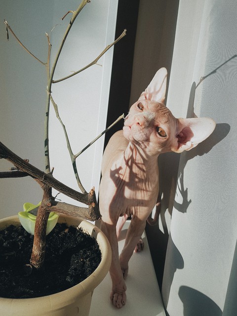 Cat
