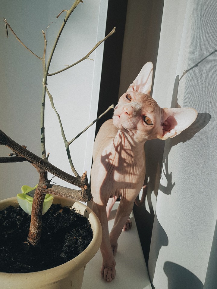 Cat