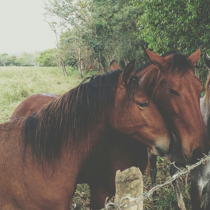 Horse