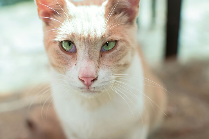 Catman