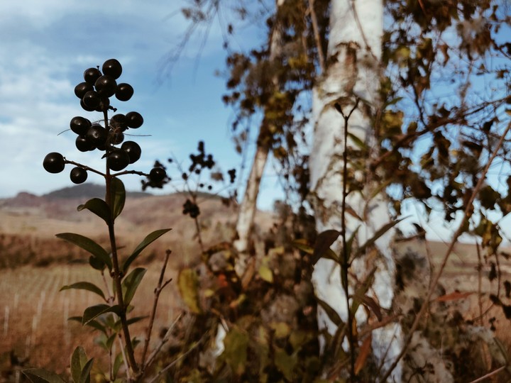 Black Berry