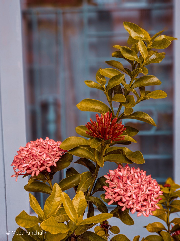 flower