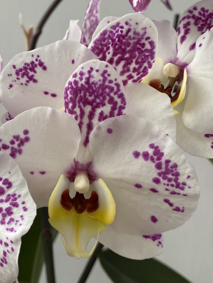 phalaenopsis