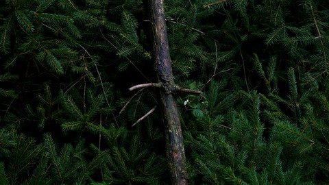 Deutsche wälder