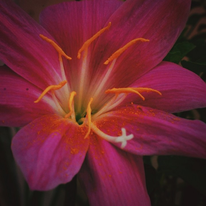 vibrant color
