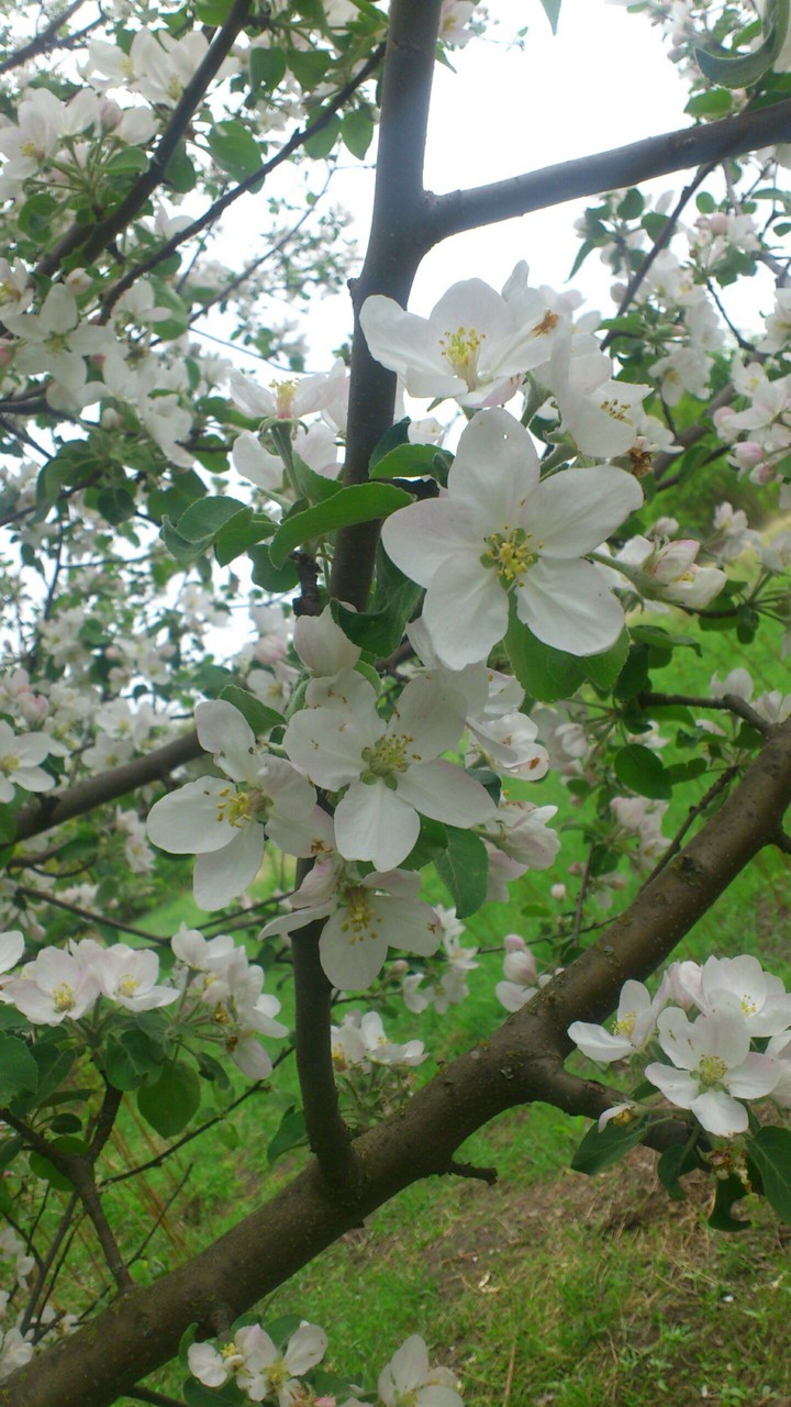 Apple tree,Ukraine