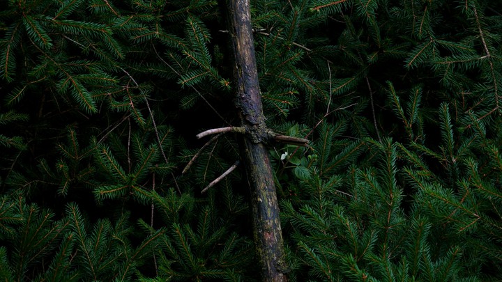 Deutsche wälder