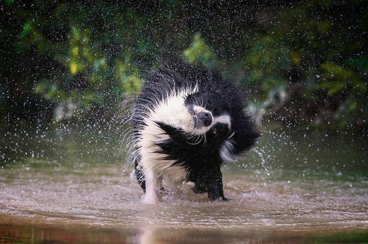 The Border Collie Because There Is No Better Dog