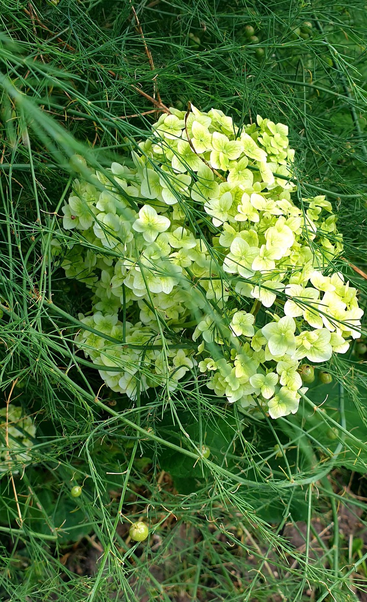 nature