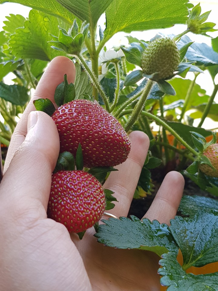 strowberry