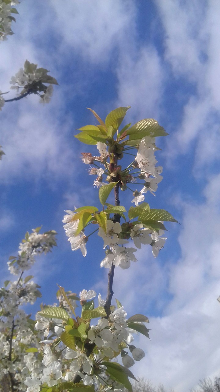 spring