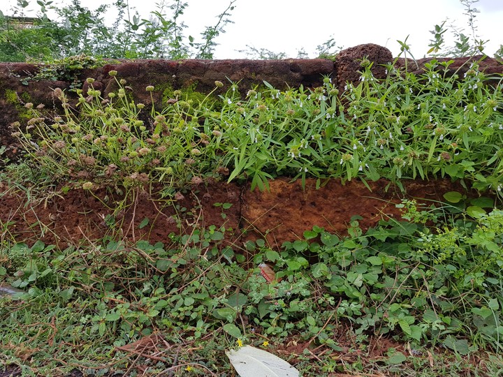 shrub