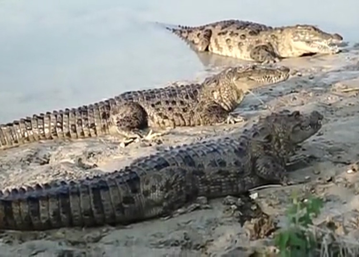 crocodile