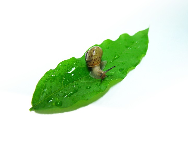 Snail
