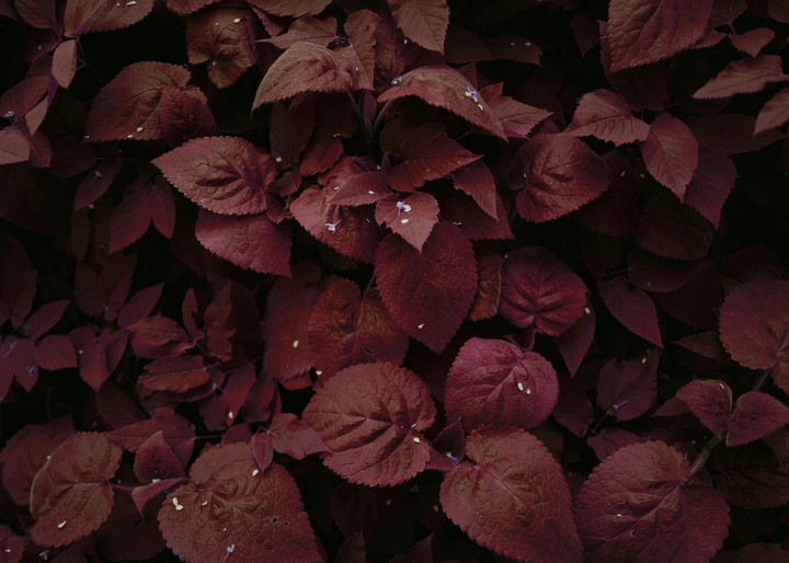 red leaf