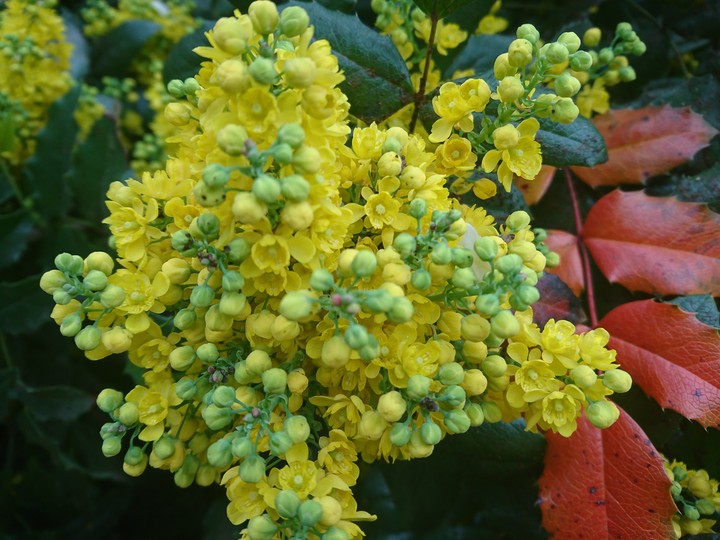 mahonia