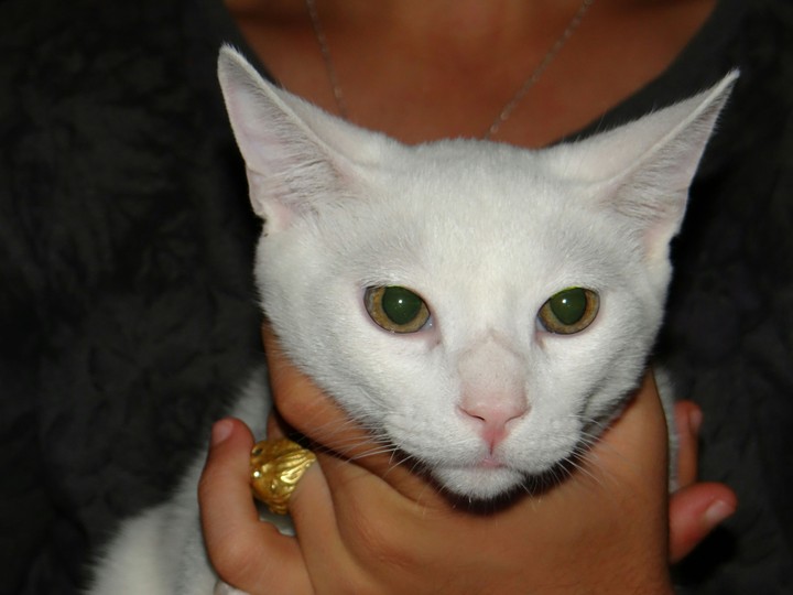 cat