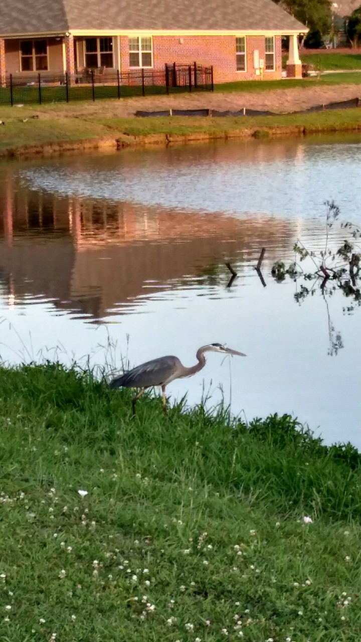 Hi little birdy!