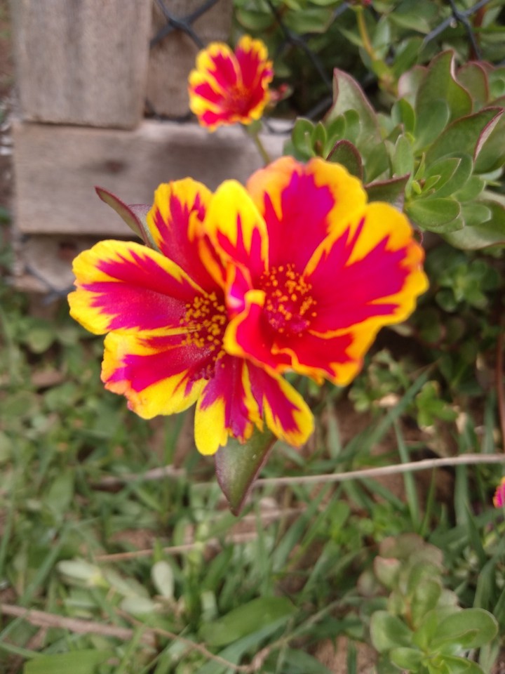 Flor das 11 horas