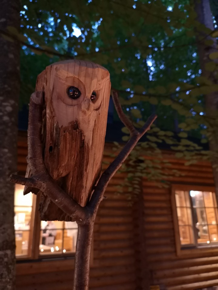 Owl