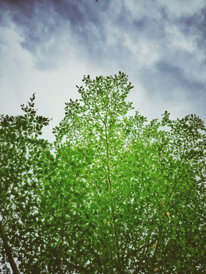 Dark in the green