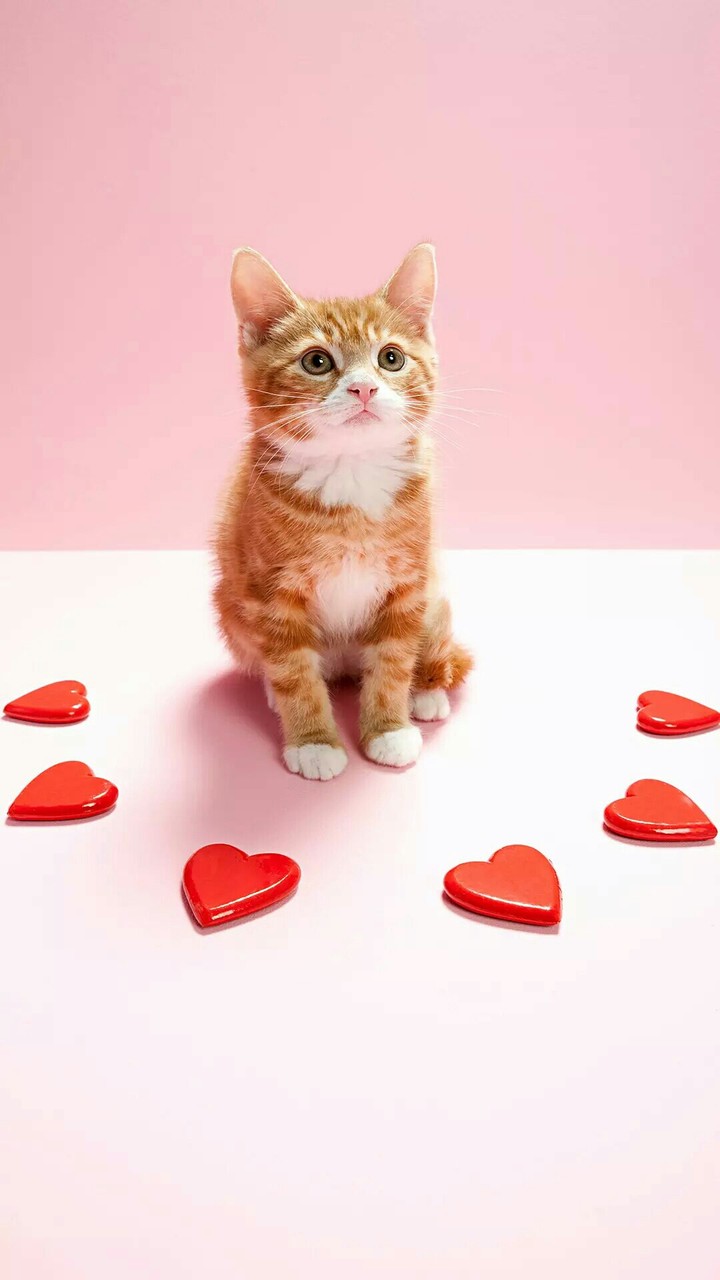 cute kidy