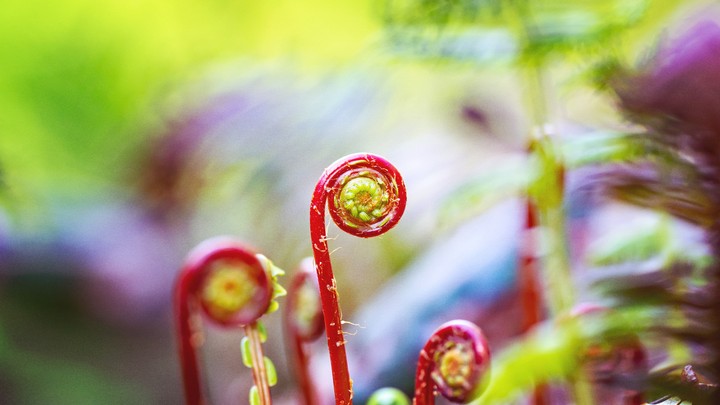 Nature awakes