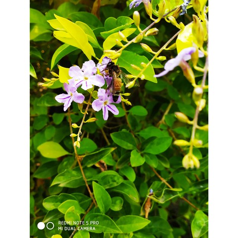 honey bee ?