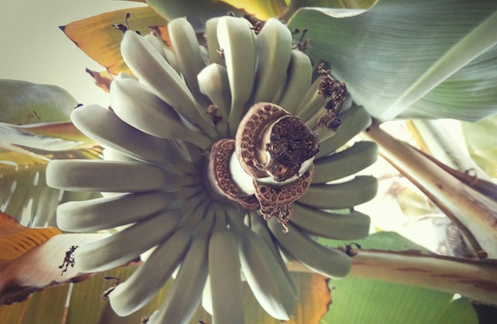 banana circle