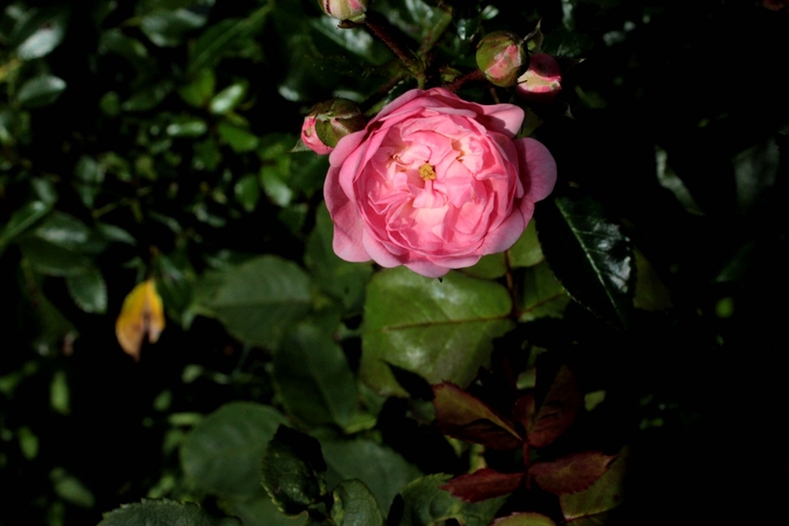 pretty pink