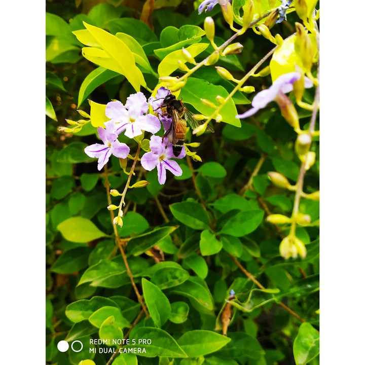 honey bee ?