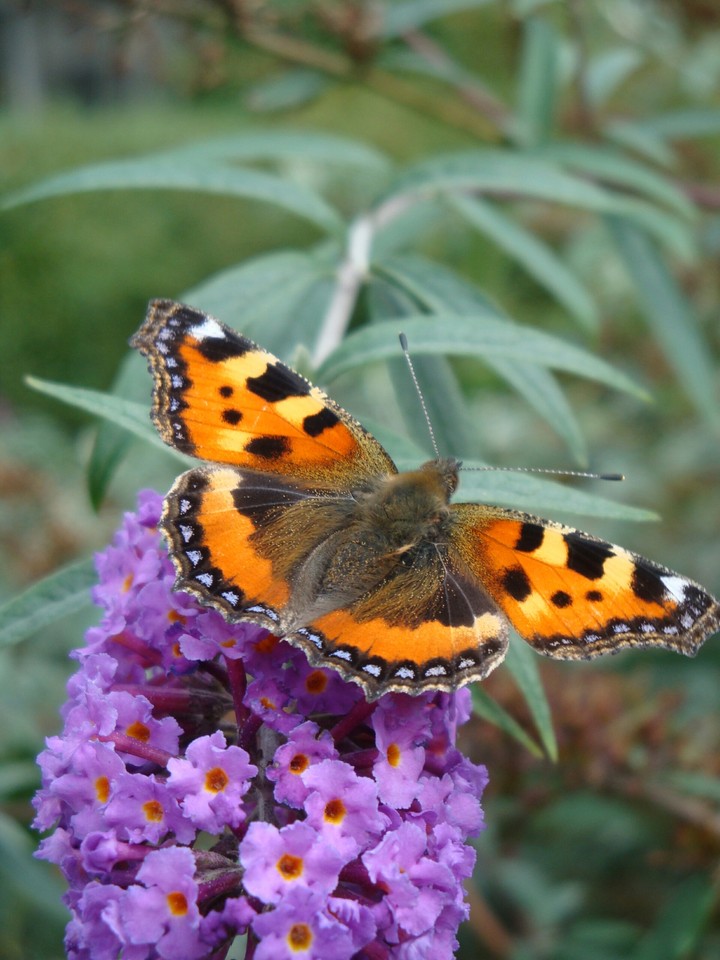 Small Tortoiseshell