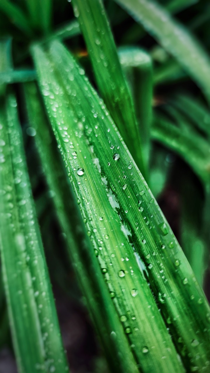 Raindrops on a leaf