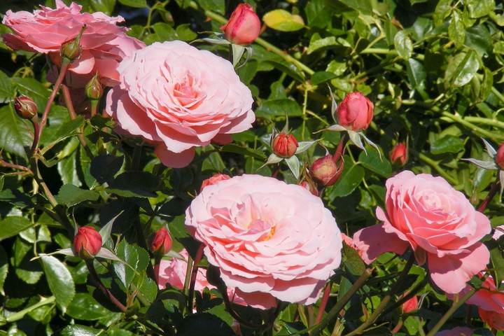 Roses