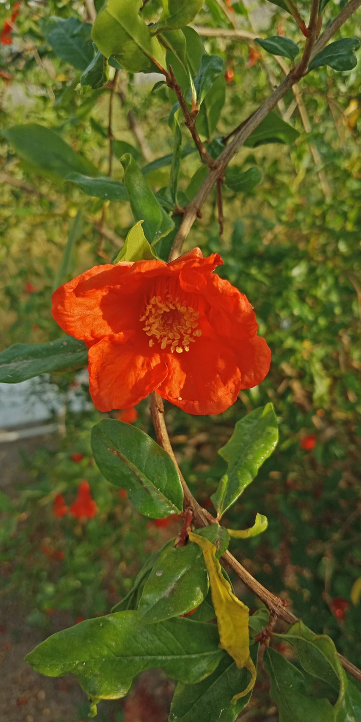 flower