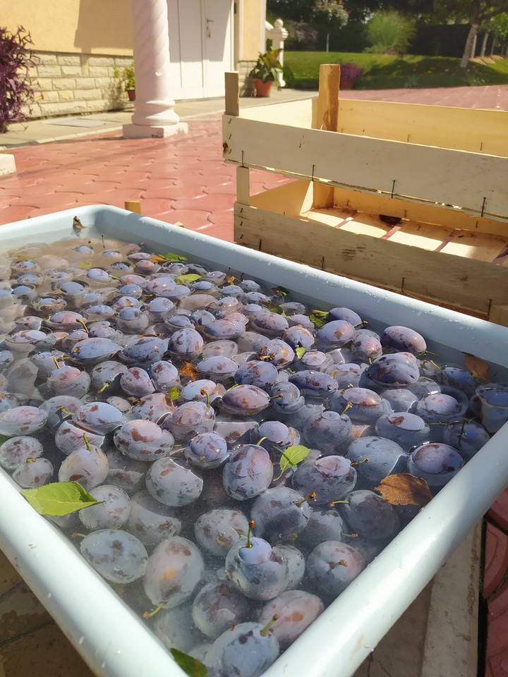 Plum