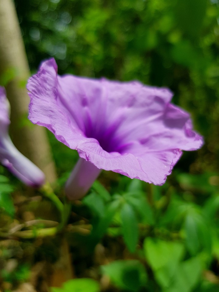 morning glory