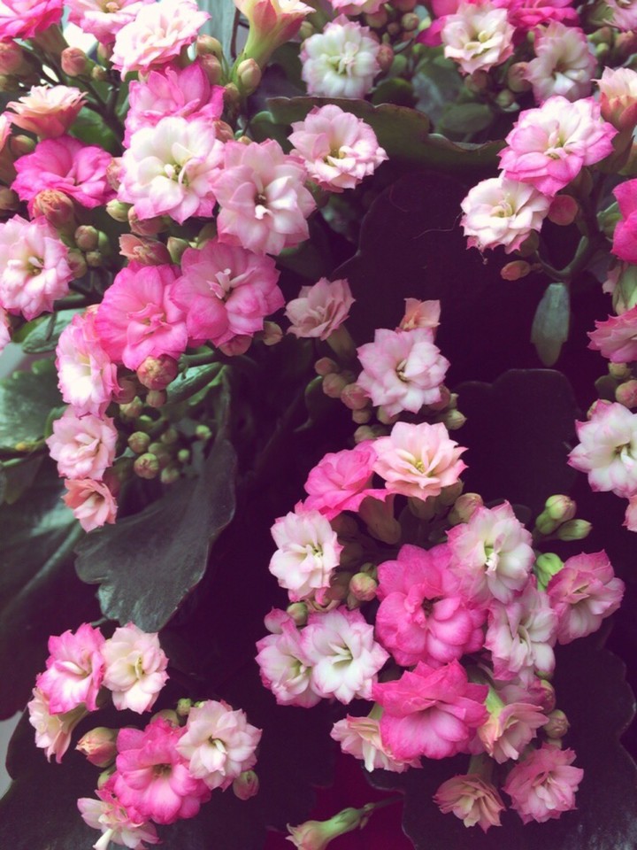flowers