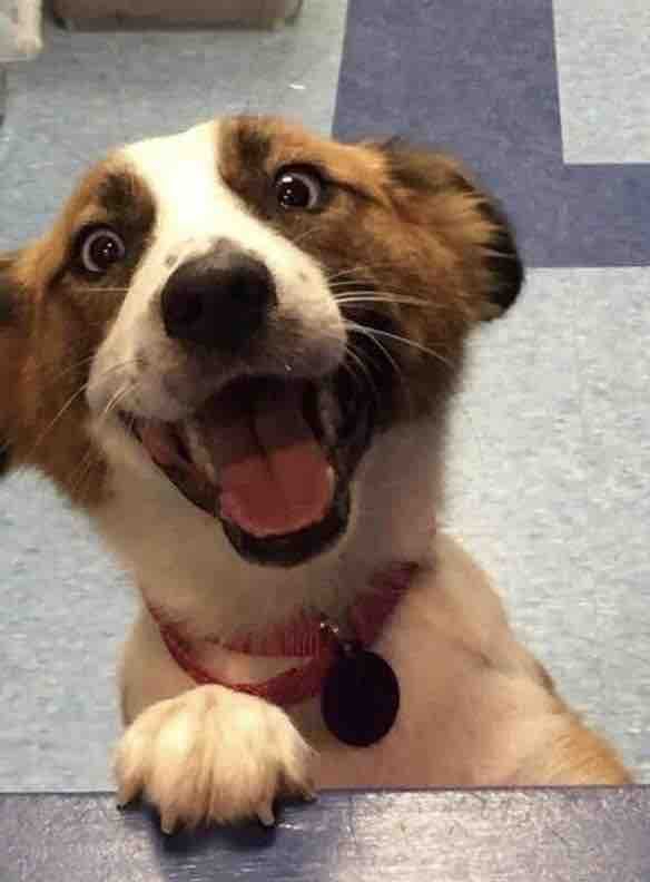 adopted dog